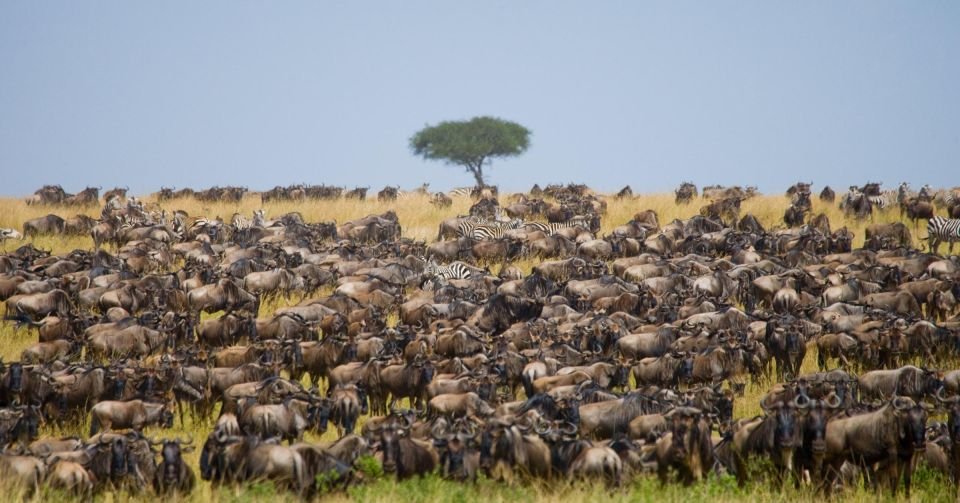 Kenya & Tanzania: A Great Migration