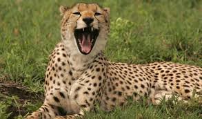 7-Day Midrange Tanzania Safari Adventures 