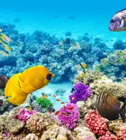 Hong Kong Romantic Package With Disneyland Stay