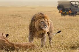  6-Day Forever More Northen Circuit Mid-Range Safari