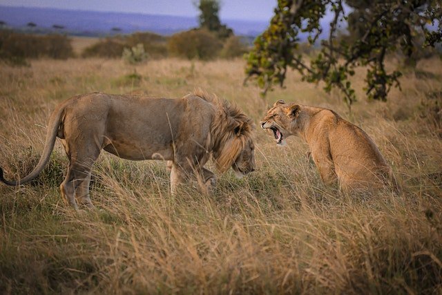Kenya Safari Tour Packages With Airfare