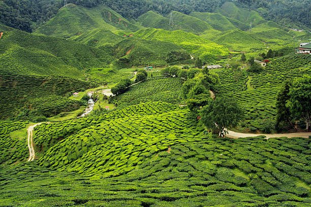 Darjeeling Holiday Tour Packages