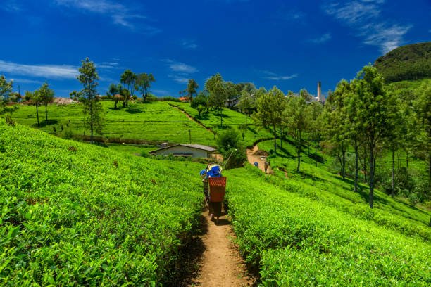 Relaxing Assam Tour Package