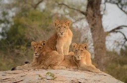 Splendid South Africa Holiday Package with Kruger