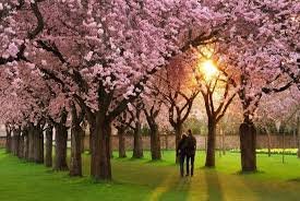 Eternal Love in Kyoto & Tokyo