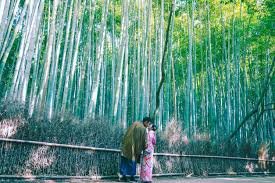 Heartbeats in Hakone